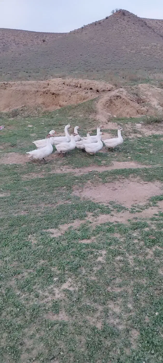 غاز قو|حیوانات مزرعه|بیله سوار, |دیوار