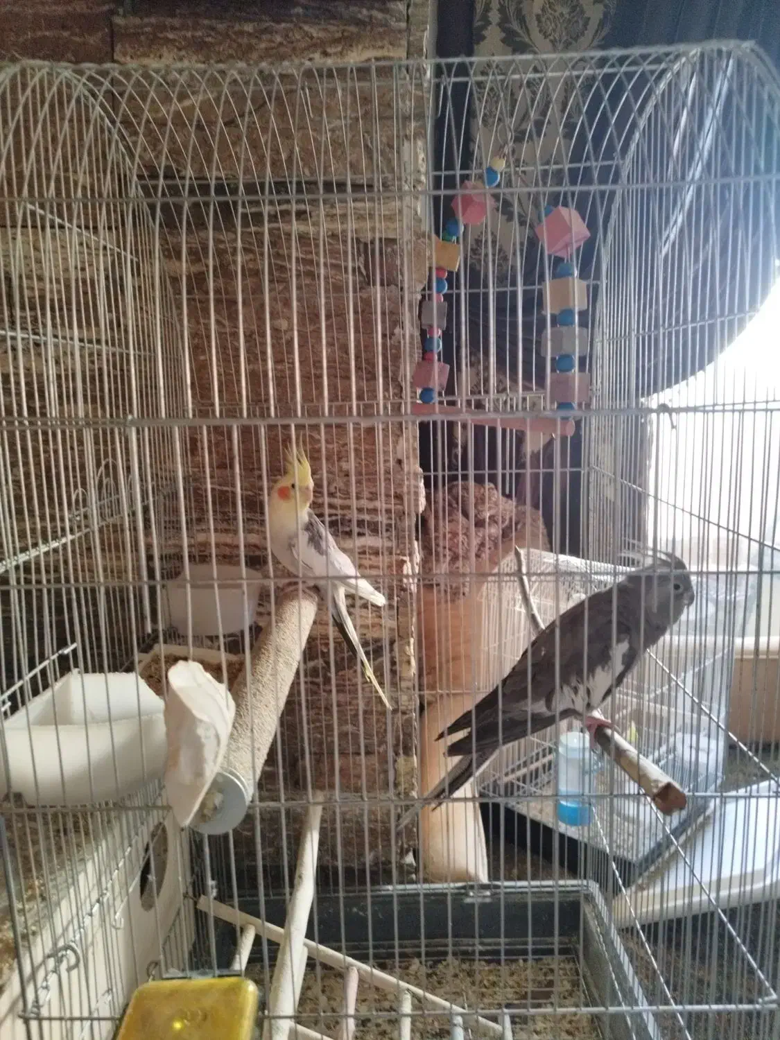 عروس هلندی مولد|پرنده|فردیس, سپید دشت|دیوار