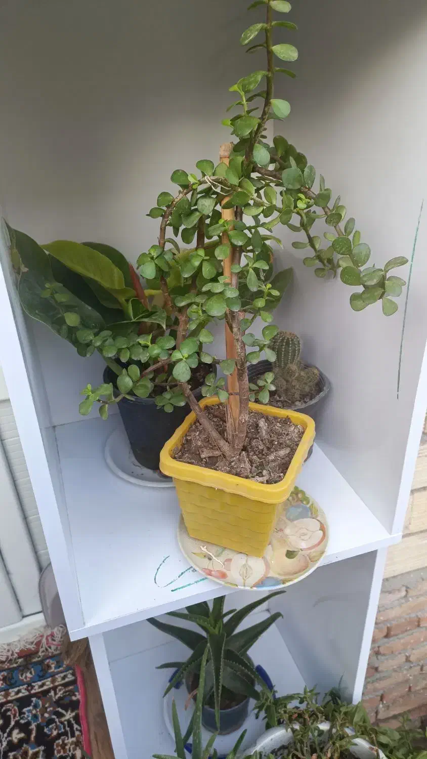 گلهای خانگی طبیعی|گل و گیاه طبیعی|پارسآباد, |دیوار