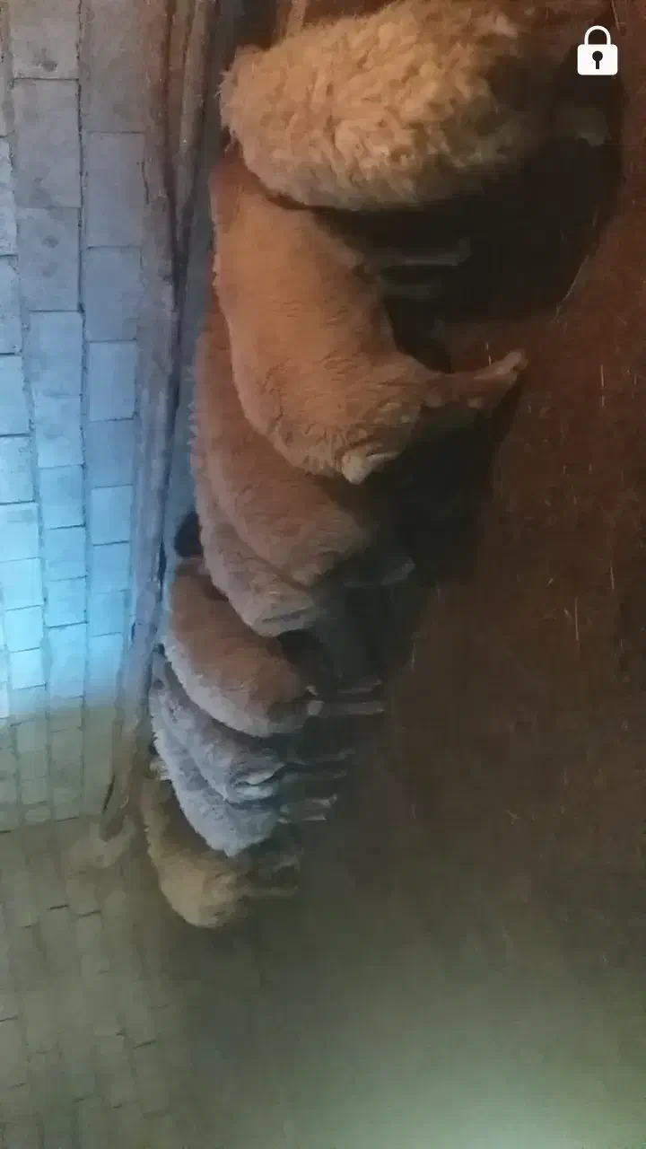 گوسفند نر|حیوانات مزرعه|مرادلو, |دیوار