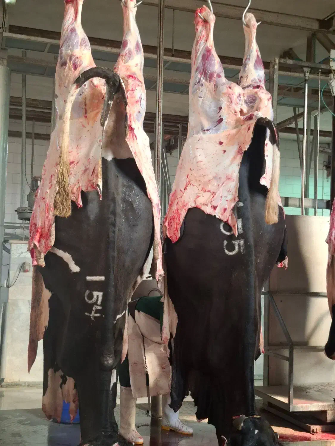 خرید وفروش گاوهای افتاده وفلج زایمان|حیوانات مزرعه|زنجان, |دیوار