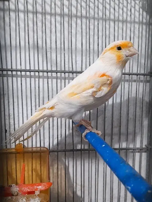 قناری موزاییکی خوشرنگ|پرنده|خواف, |دیوار