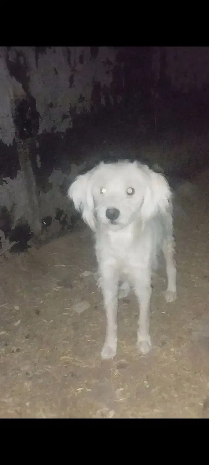 واگذاری|سگ|کازرون, |دیوار