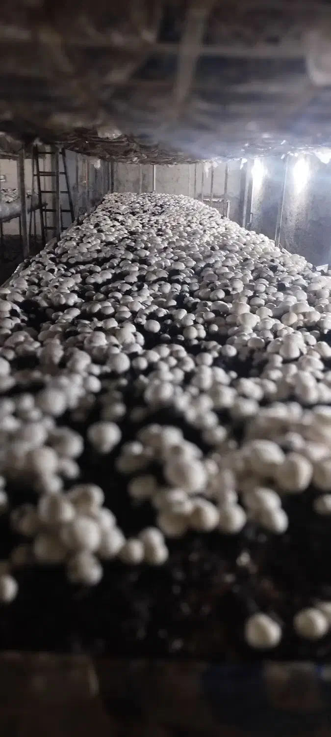 قارچ|خوردنی و آشامیدنی|استهبان, |دیوار