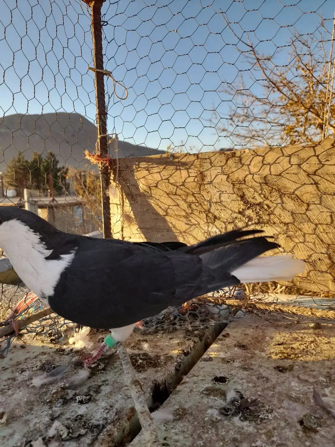 کبوتر ساده|پرنده|میان ولایت, |دیوار