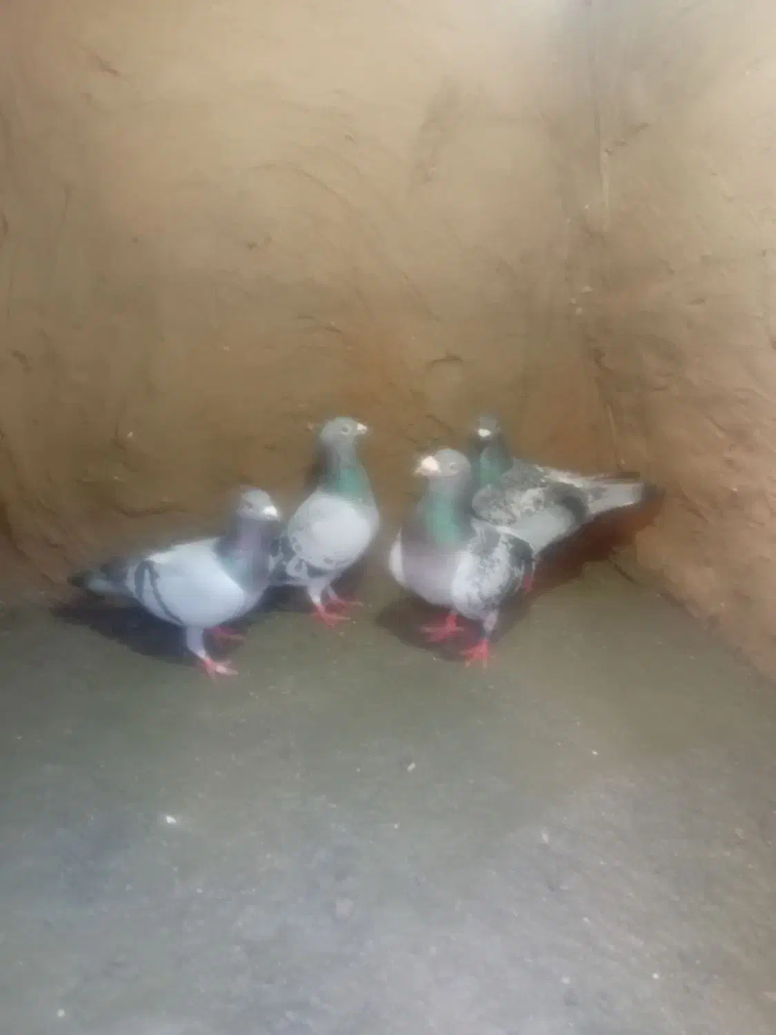 کفتر کبوتر|حیوانات|چناران, |دیوار