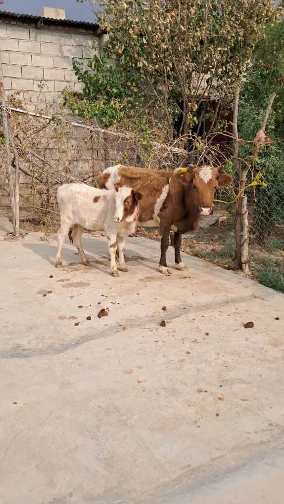 گاو گوساله|حیوانات مزرعه|آق قلا, |دیوار