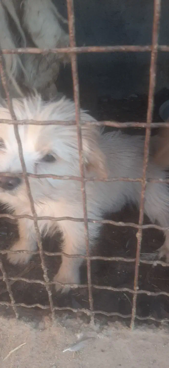 توله پاکوتاه معاوضه با مرغ وخروس مرندی|سگ|تفت, |دیوار