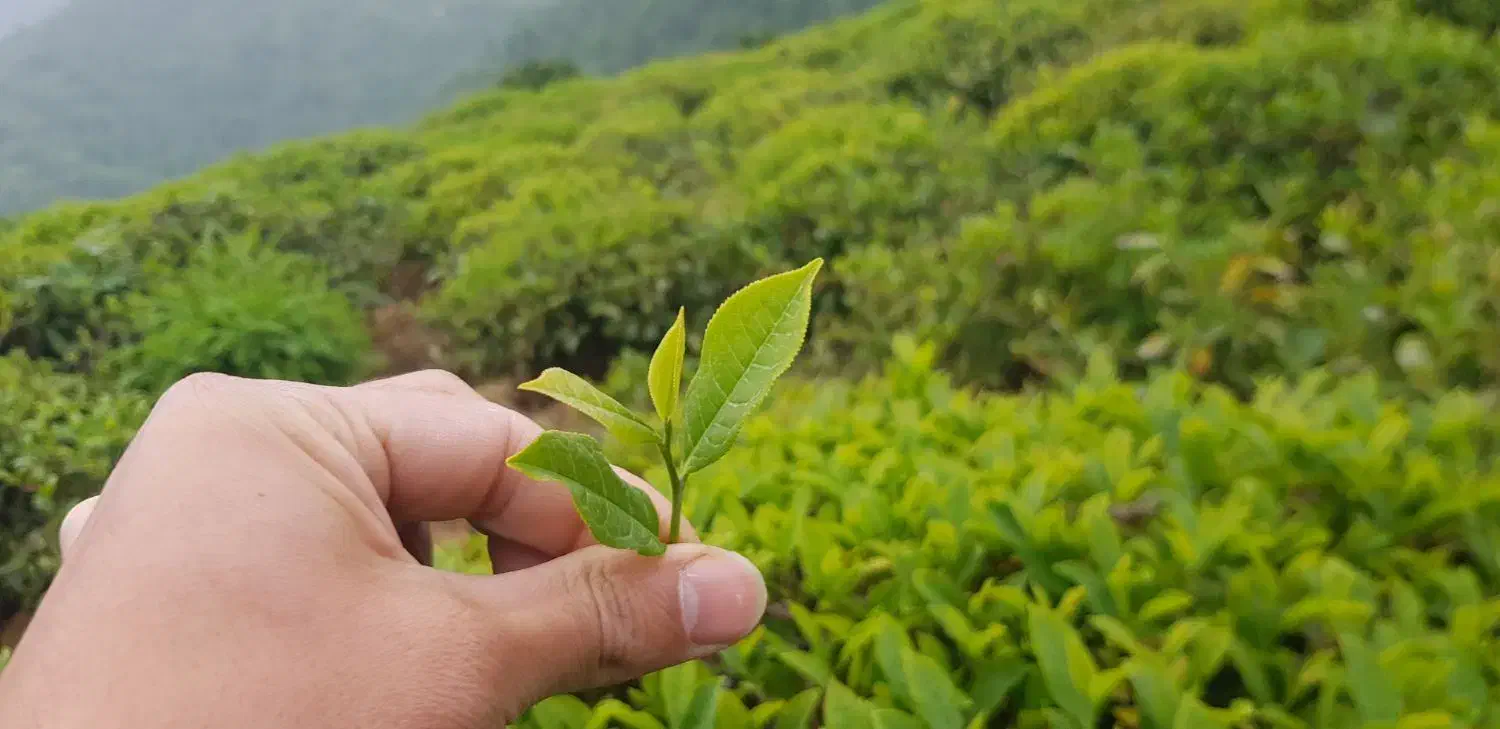 ادمین طبیعت دوست|استخدام رایانه و فناوری اطلاعات|لنگرود, |دیوار