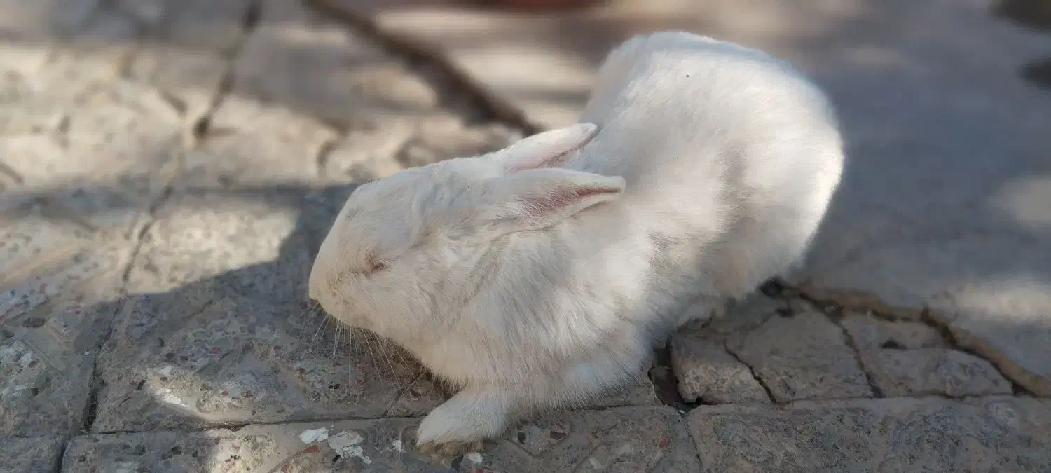 خرگوش بازی گوش|موش و خرگوش|شاهین‌شهر, گزبرخوار|دیوار