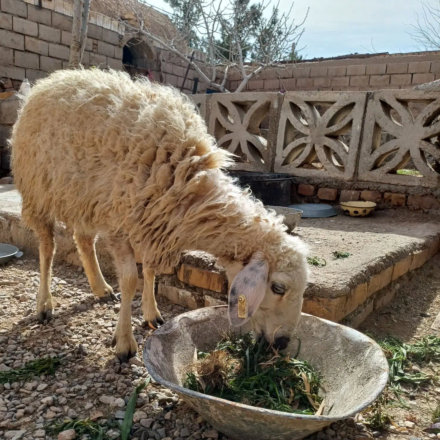 میش جوان|حیوانات مزرعه|خوسف, |دیوار