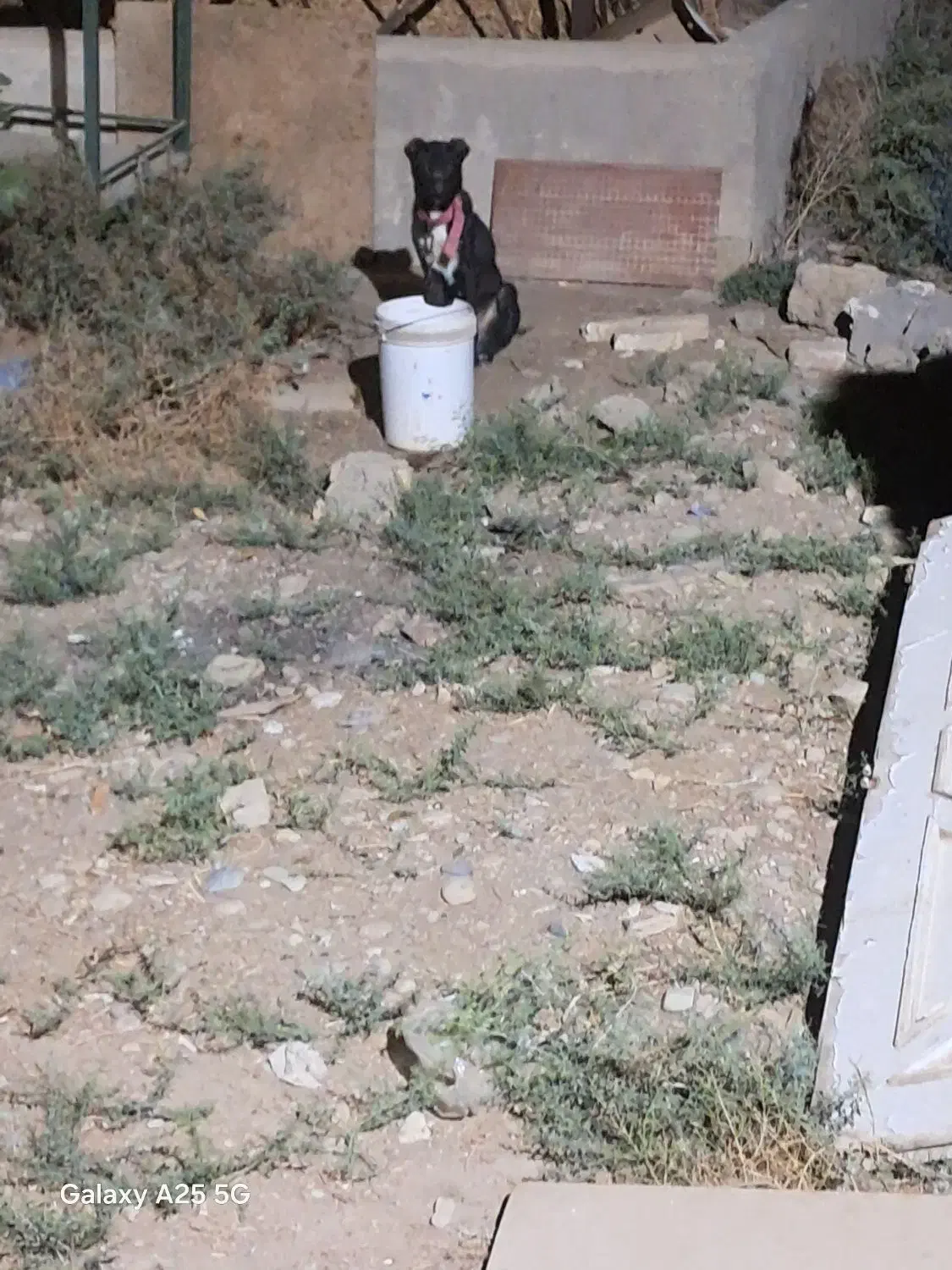 سگ نگهبان|سگ|جوادآباد, |دیوار