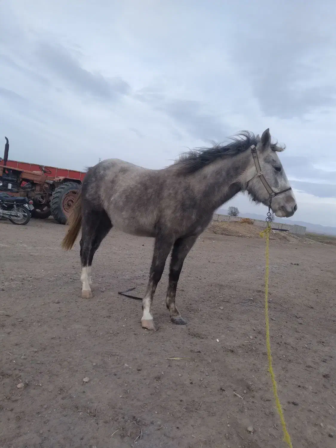 اسب|اسب و تجهیزات اسب‌سواری|اردبیل, |دیوار