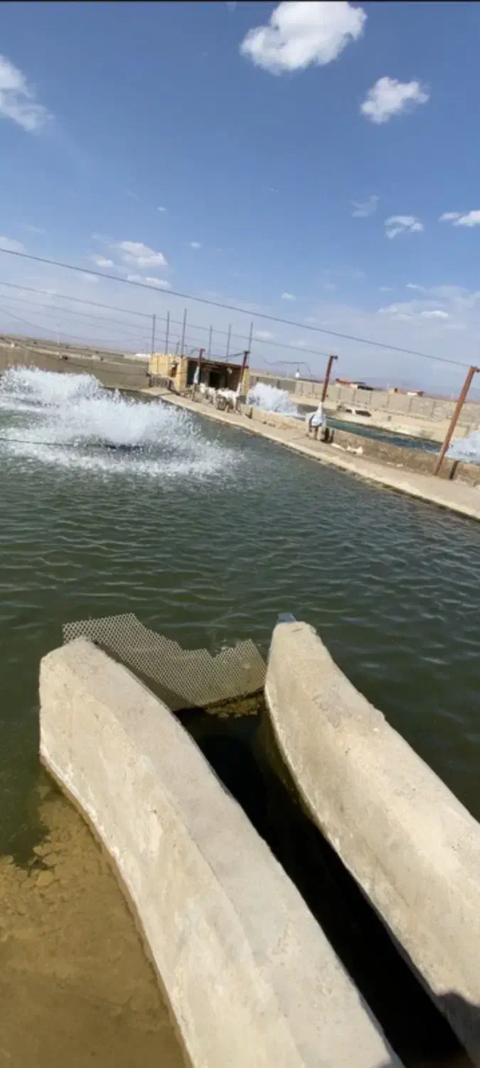 پرورش ماهی ده تنی فروشی|فروش دفتر صنعتی، کشاورزی، تجاری|ورزنه, |دیوار