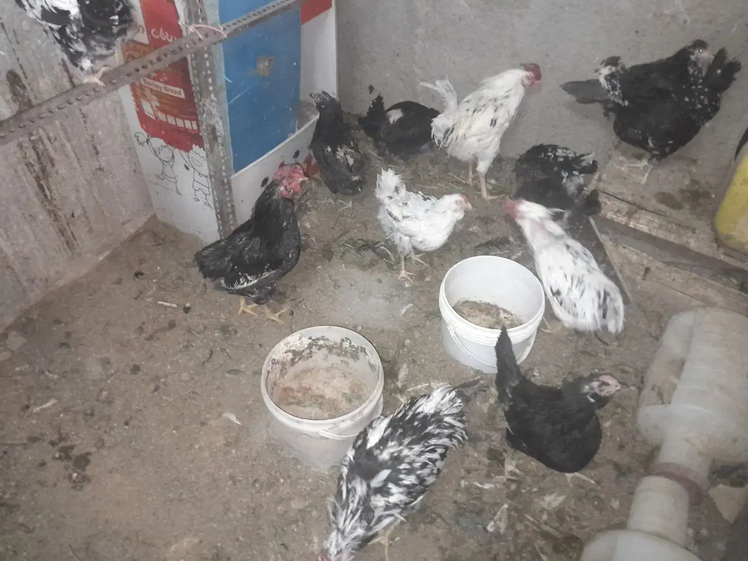 تخم مرغ گلین نطفه دار|حیوانات مزرعه|قدس, شهرقدس|دیوار