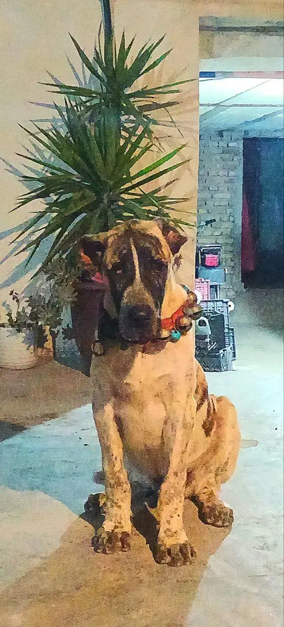 توله 6ماهه خراسانی درجه 1|سگ|ساری, |دیوار