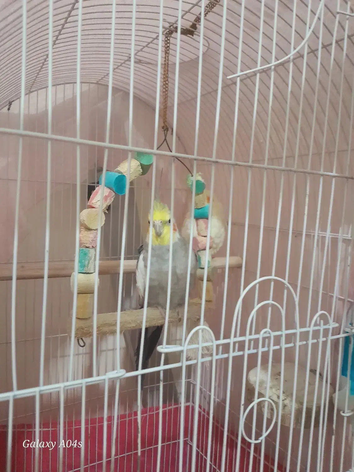 عروس هلندی|پرنده|تهران, جیحون|دیوار