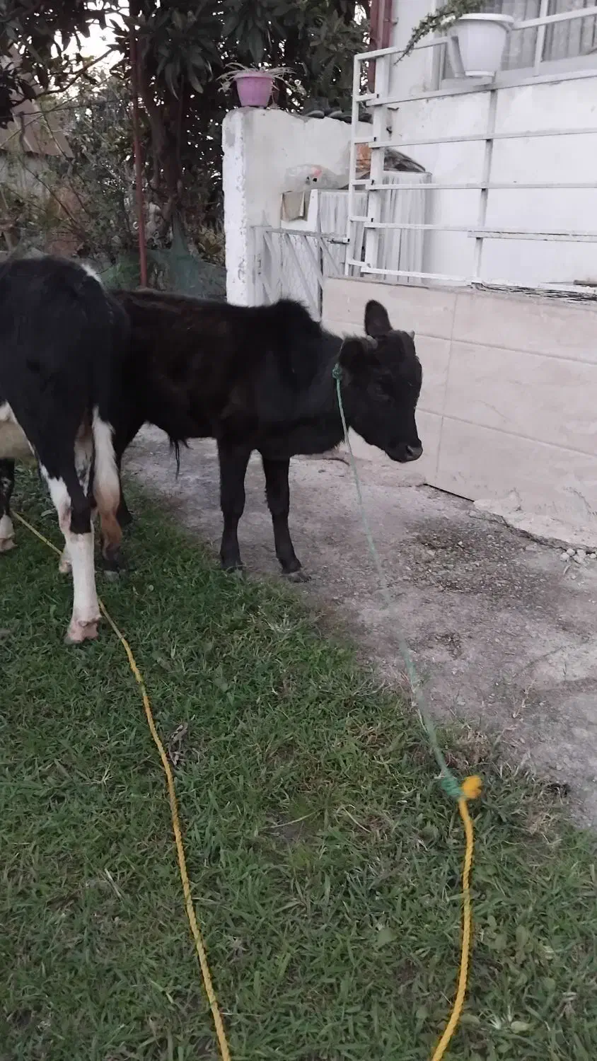 ورزاکوله چالوسی|حیوانات مزرعه|سنگر, |دیوار