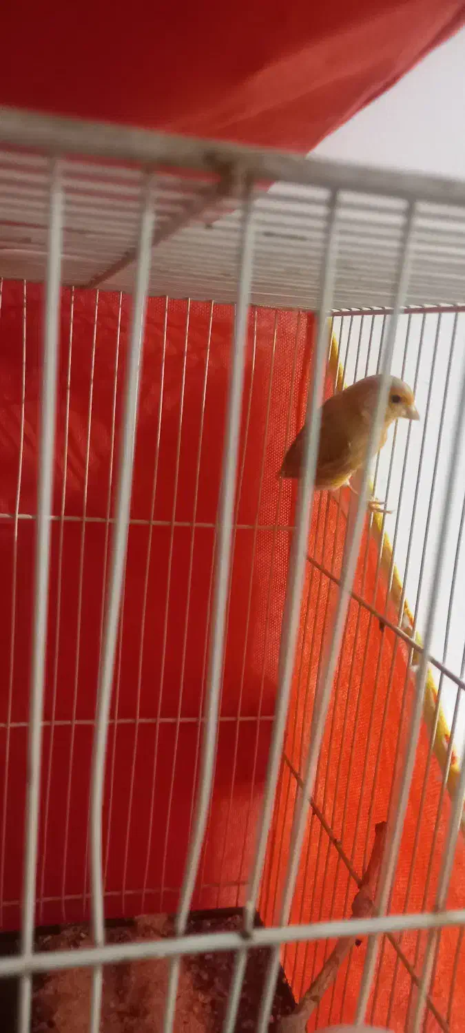 قناری شتری سرخ نرو ماده|پرنده|قوچان, |دیوار