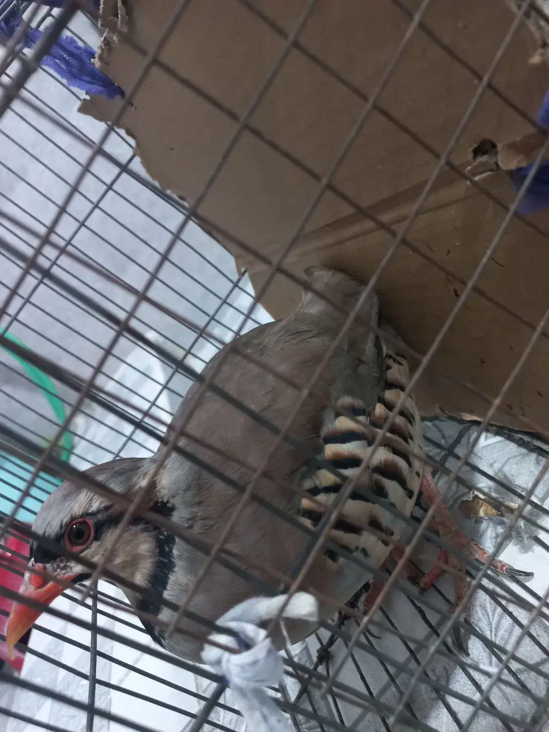 بلدرچین بالغ|پرنده|توکهور, |دیوار