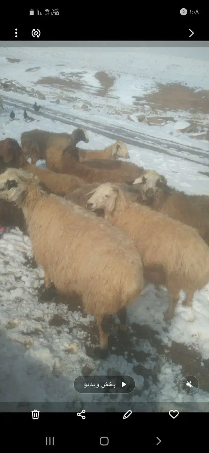 میش بره دار وابستن|حیوانات مزرعه|وردشت, |دیوار