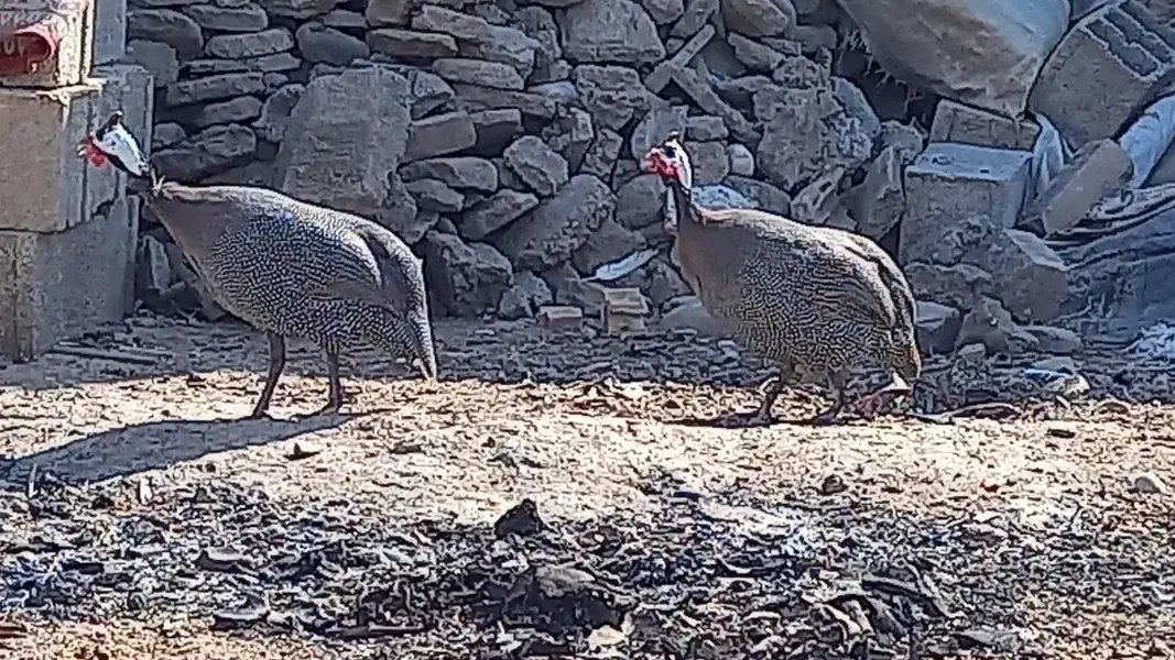 مرغ شاخدار|حیوانات مزرعه|گنبد کاووس, |دیوار