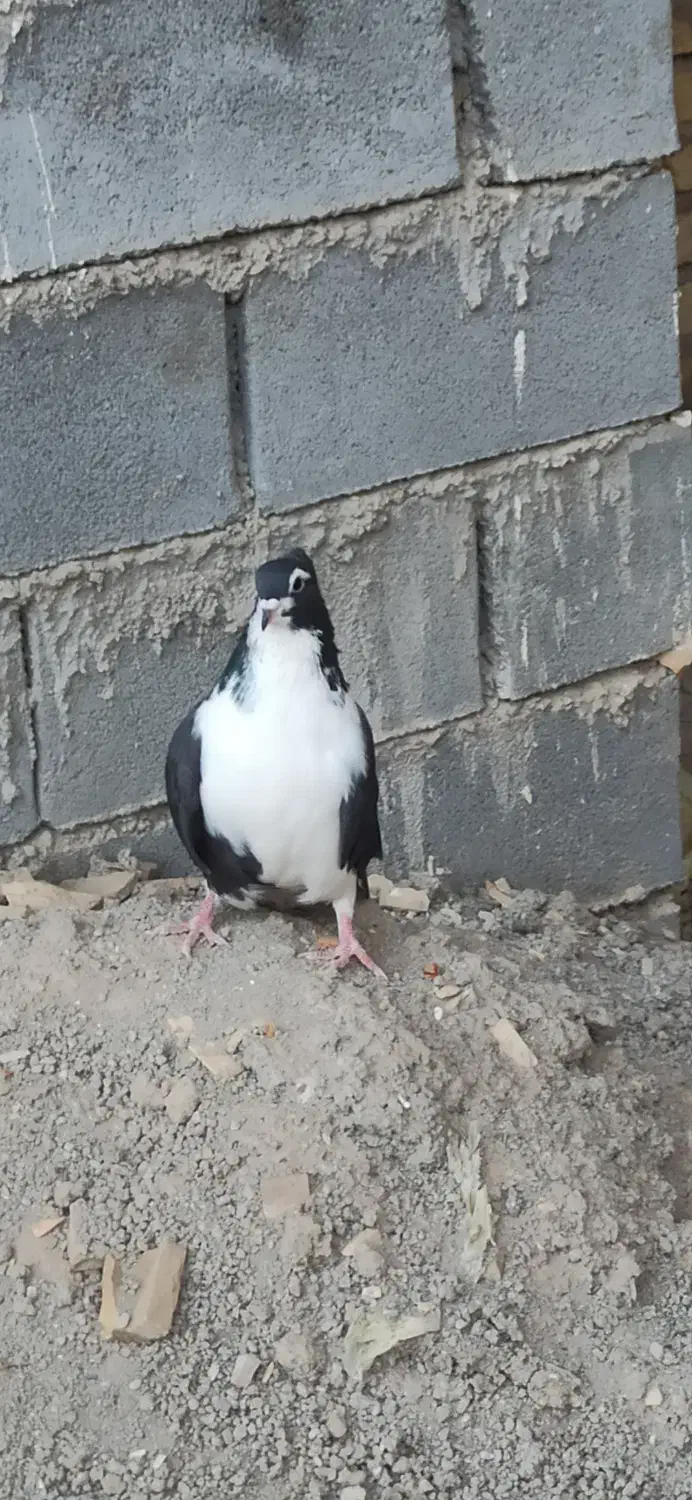 دمگیر سیاه پشت کاکلی و ی بوم طوق ماده|پرنده|شهرضا, |دیوار