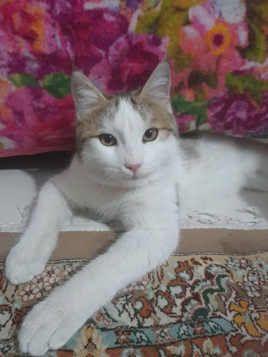 گربه ‌dsh|گربه|رودهن, |دیوار