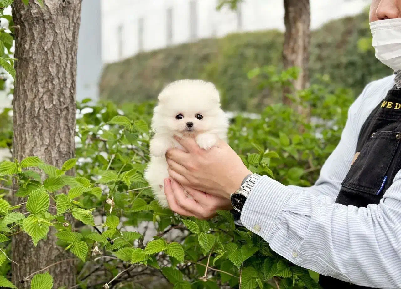 مینیاتوری خرسی|سگ|تهران, شهرک آزمایش|دیوار