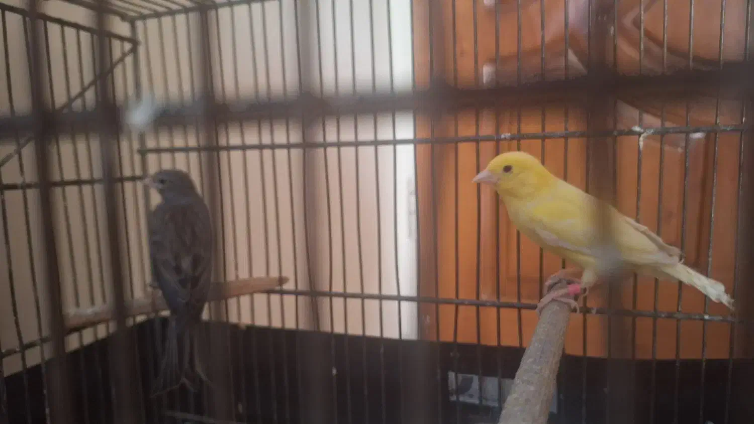 قناری رازا|پرنده|تهران, نیروی دریایی|دیوار