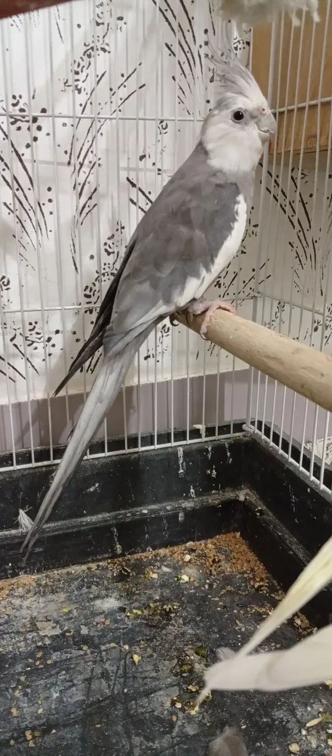 فروش عروس هلندی|پرنده|شاهین‌شهر, گزبرخوار|دیوار