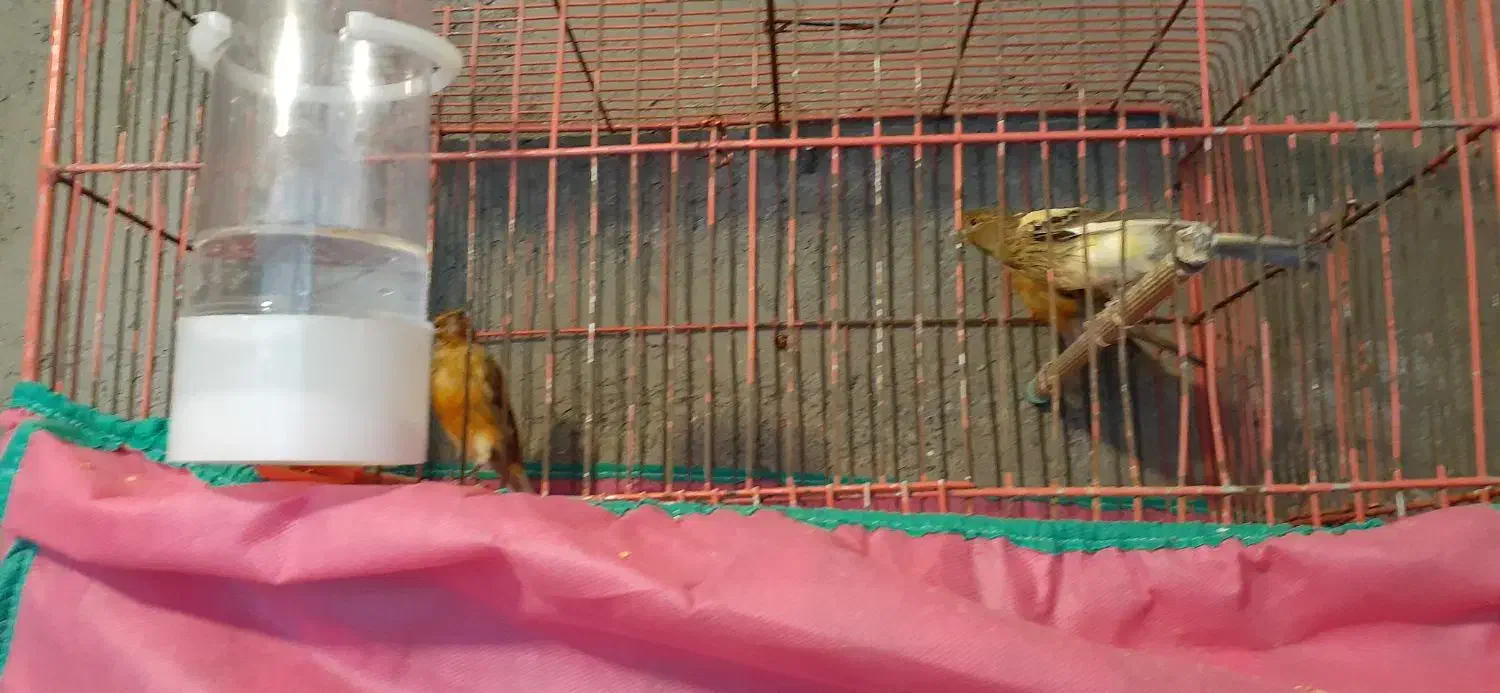 قناری|پرنده|اراک, |دیوار