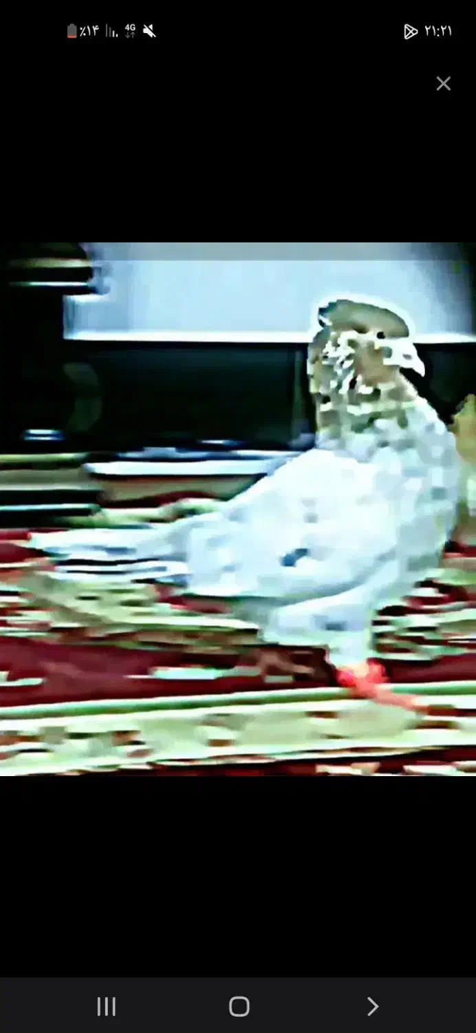 کفتر|پرنده|باخزر, |دیوار