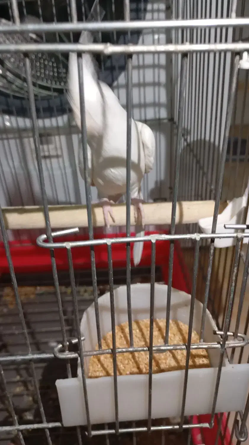 پرنده زیبا و باهوش|پرنده|اردکان, |دیوار