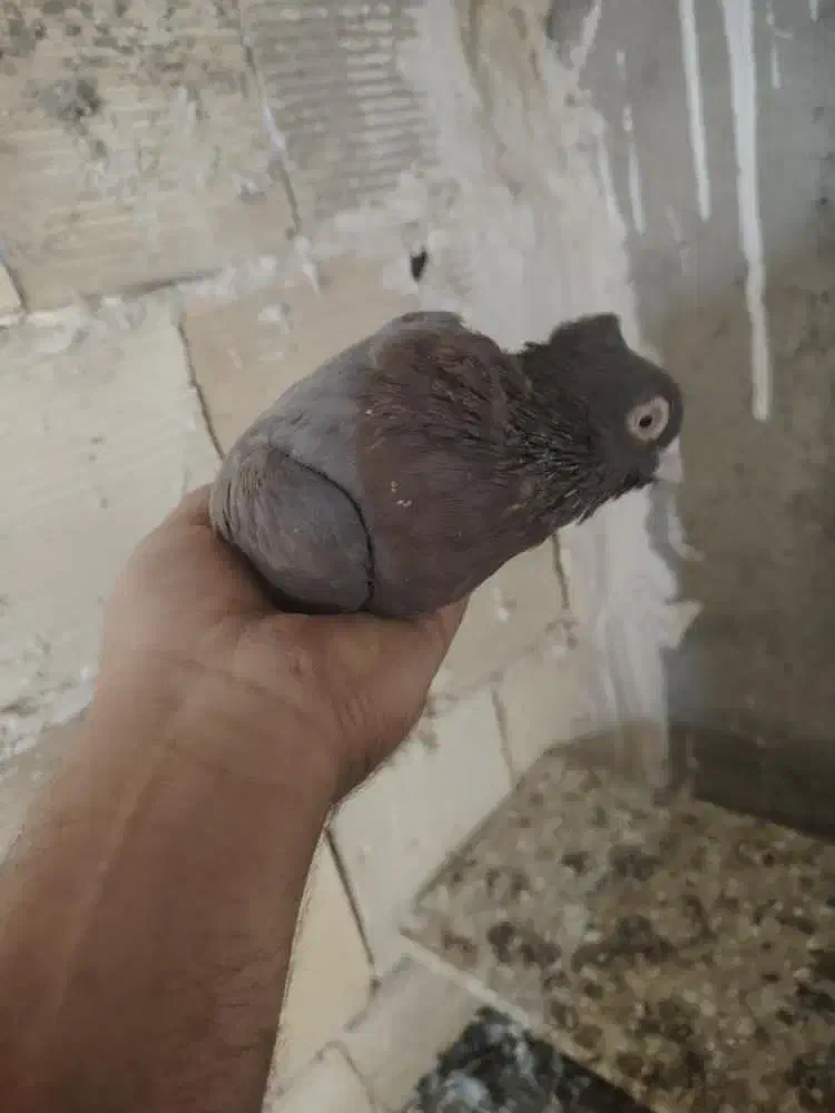 قیل وسرخ|پرنده|شهرضا, |دیوار