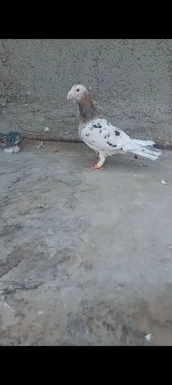 هفترنگ|پرنده|تاکستان, |دیوار