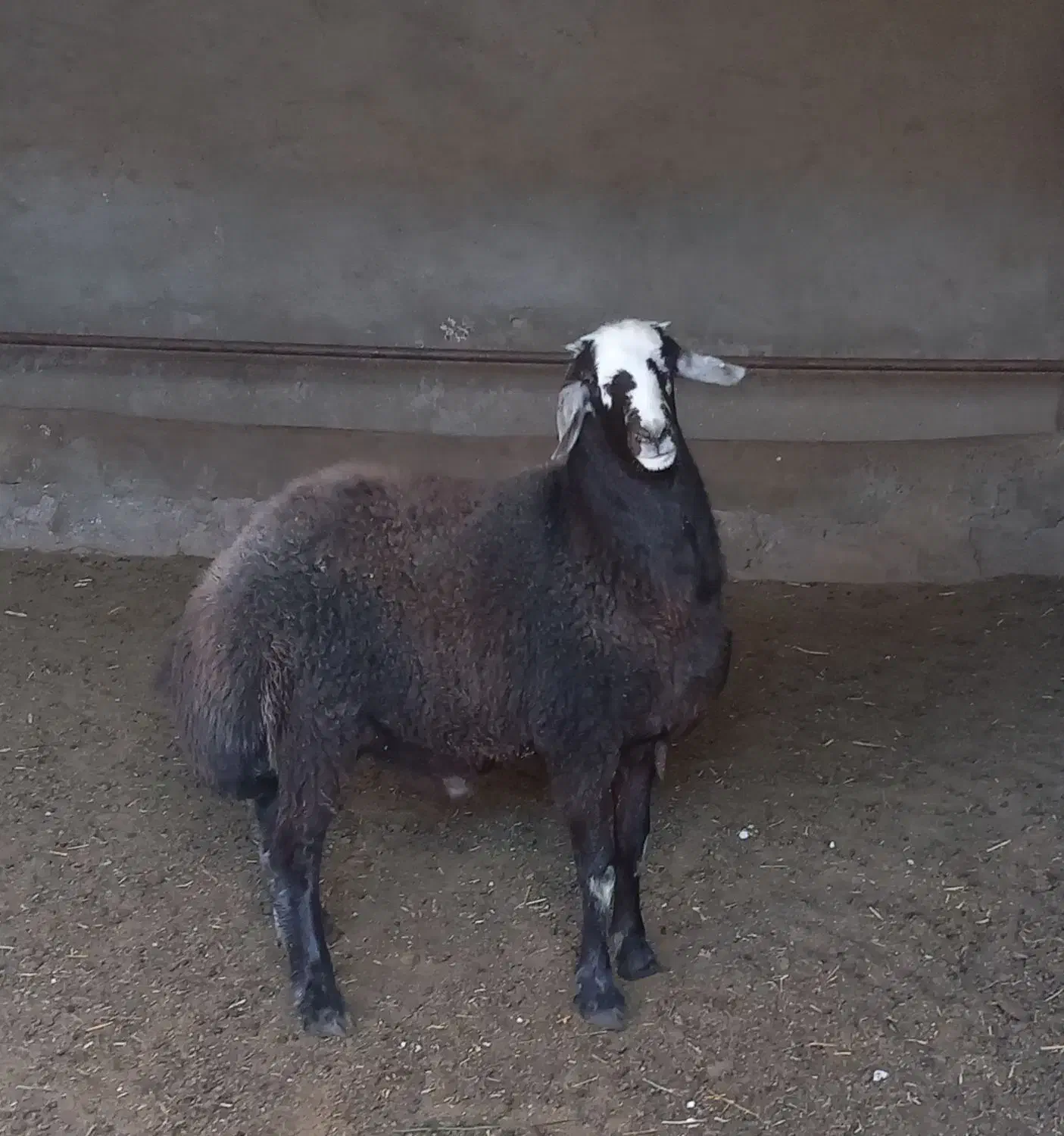 بره نر چاق چاق|حیوانات مزرعه|بسطام, |دیوار