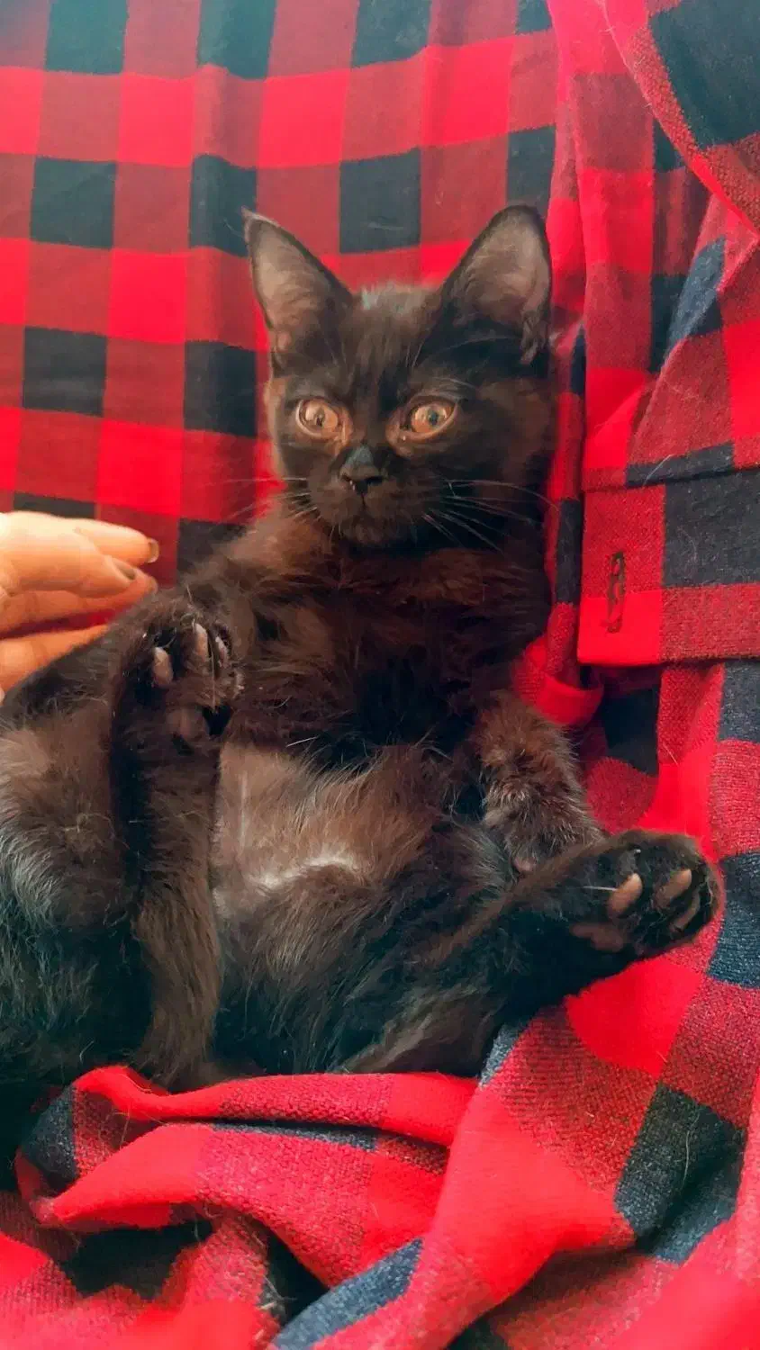 گربه ها|گربه|ساری, |دیوار