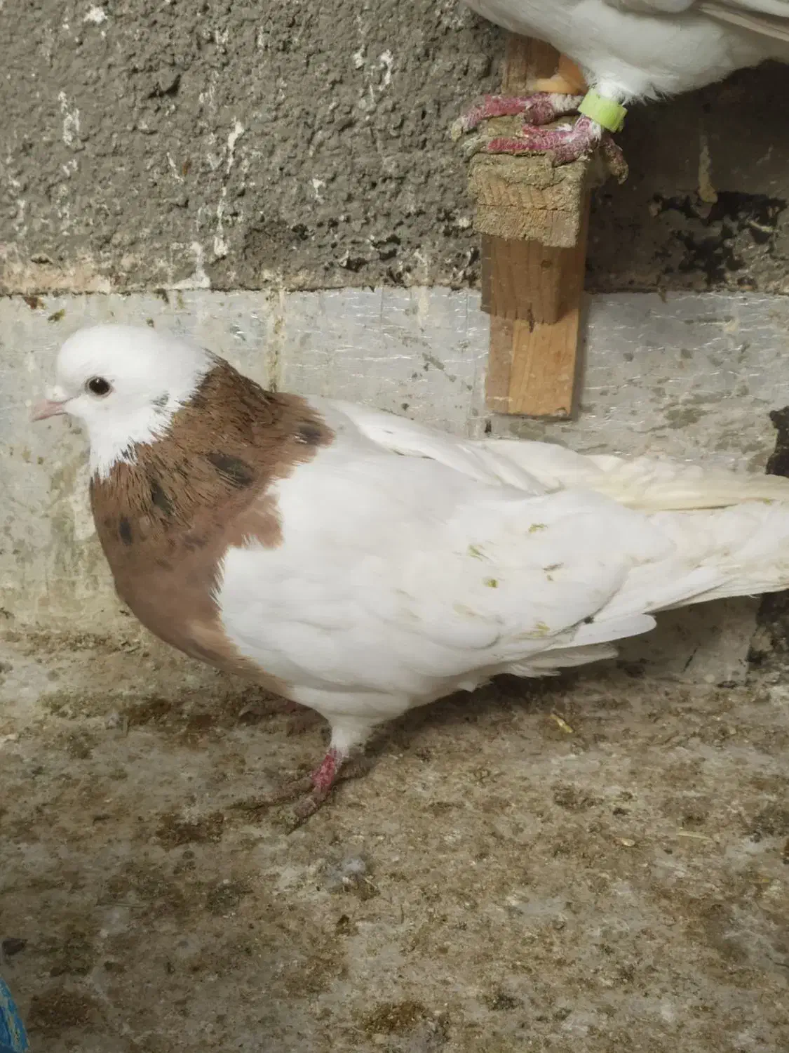 جون ناموست الکی پیام نده کفتر|پرنده|سبزوار, قصبه شرقی|دیوار