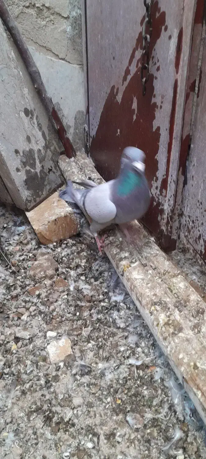 نر ماده پور فروشی|پرنده|نجفآباد, حومه نجف آباد|دیوار