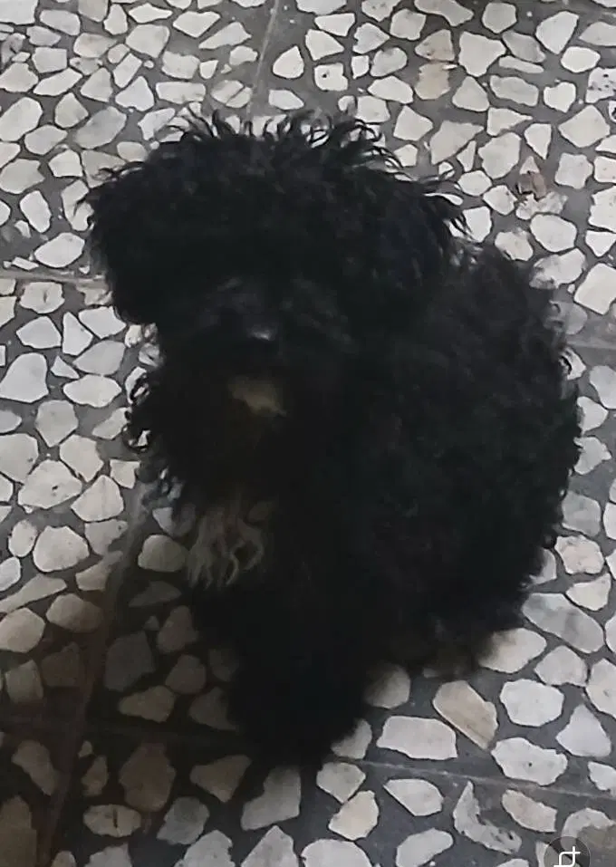 سگ شیتزو|سگ|لنگرود, |دیوار