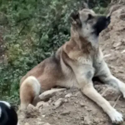 سگ ماده سرابی|سگ|علی‌آباد کتول, |دیوار