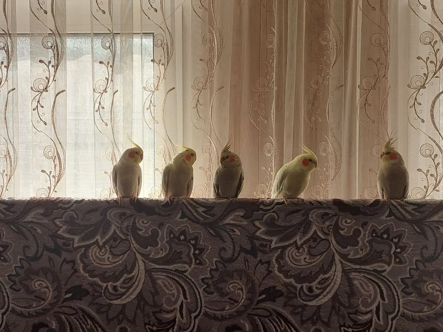 فروش عروس هلندی لوتینو و گل باقالی|پرنده|مشهد, سعد آباد|دیوار