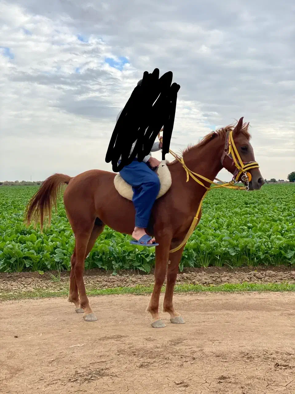 اسب|اسب و تجهیزات اسب‌سواری|شوش, |دیوار