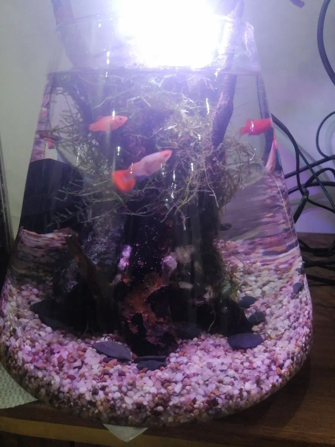 تنگ بزرگ ماهی|ماهی|رشت, کوی مهر|دیوار