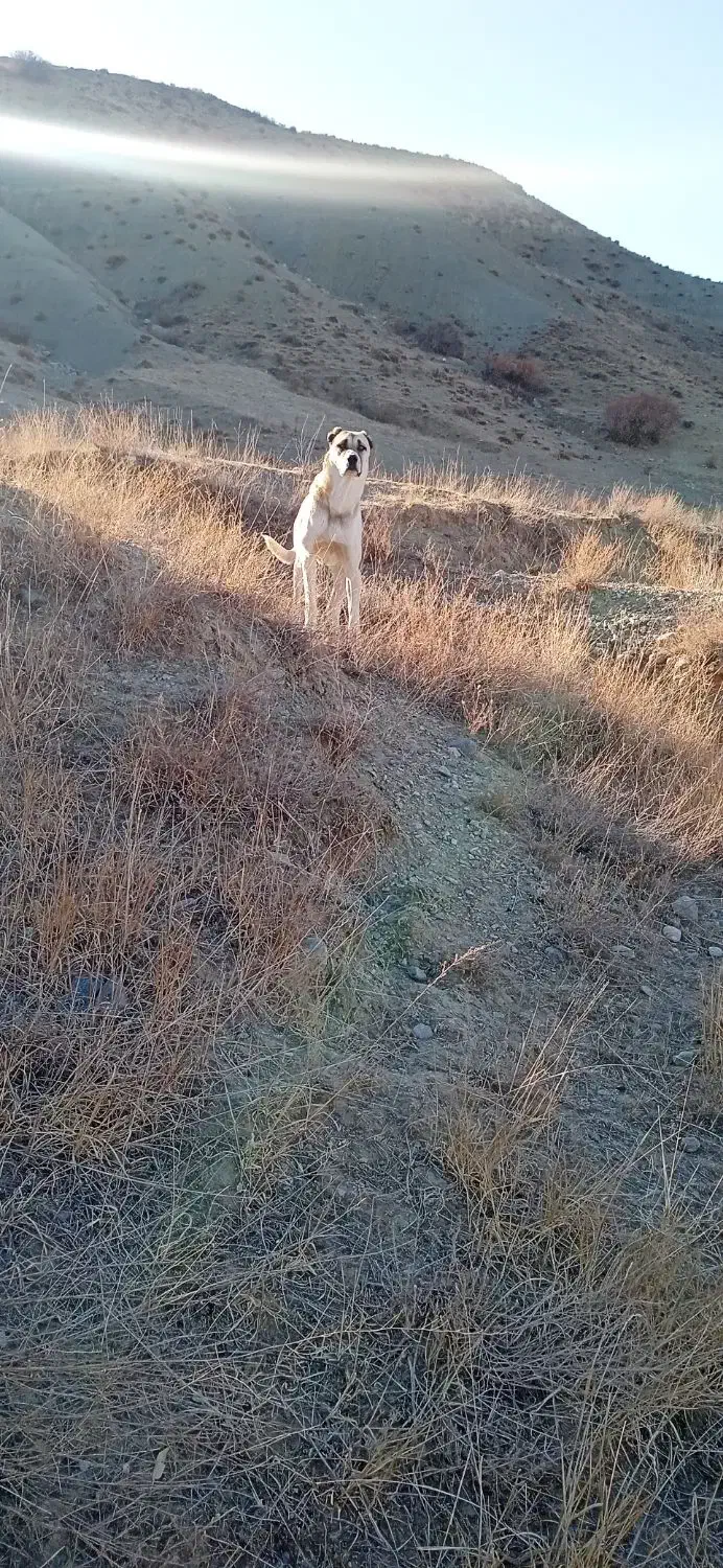 سگ سرابی درشت حیکل یک سالونیم سن داره گوسفندی|سگ|شیروان (خراسان), |دیوار