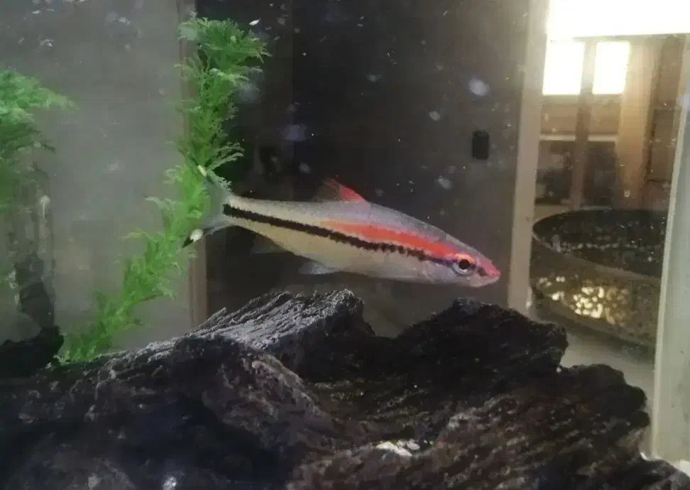 ماهی ردلاین|ماهی|بروجرد, |دیوار