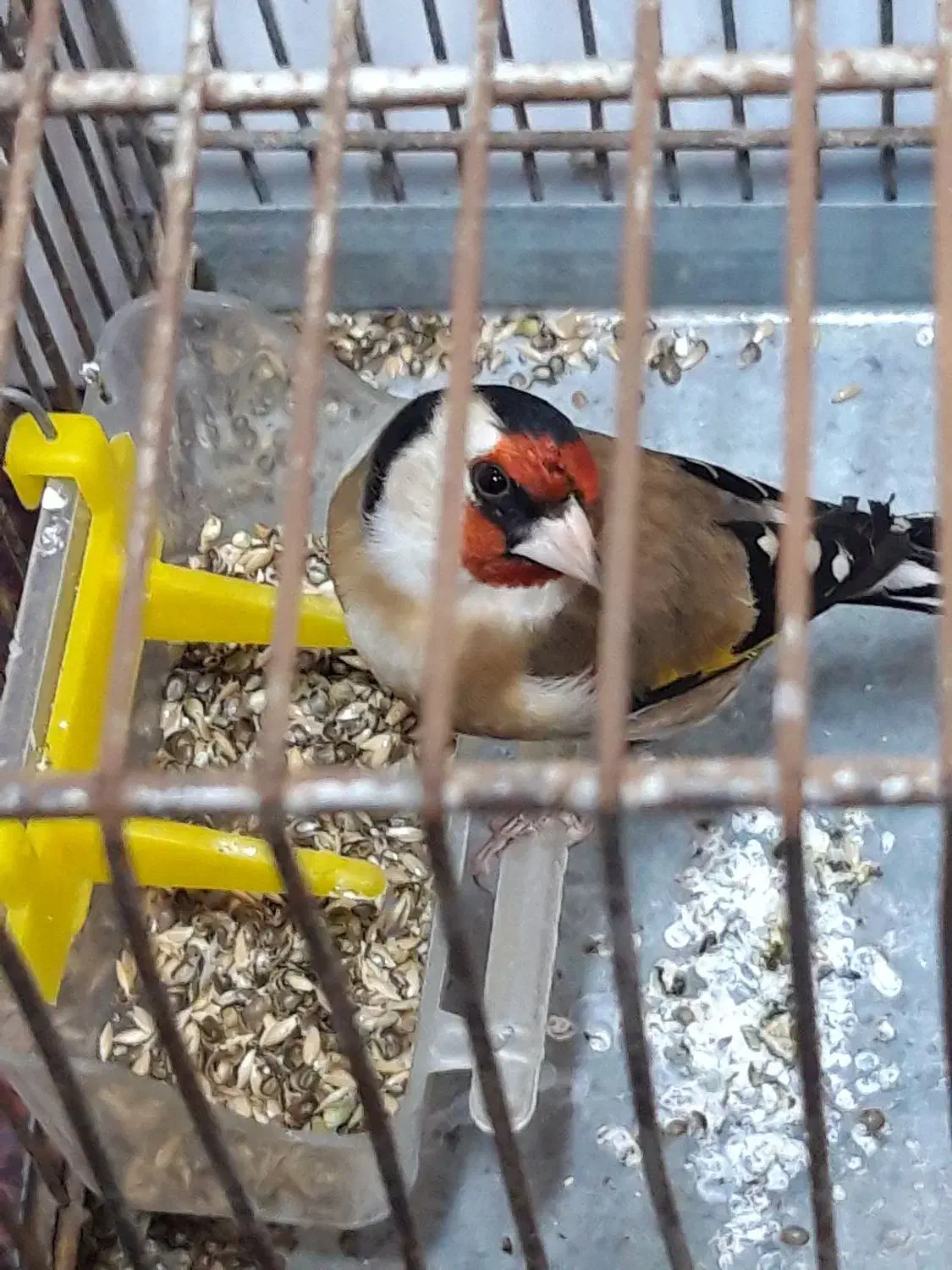 سهره چند ماه قفس بخون|پرنده|اردبیل, |دیوار