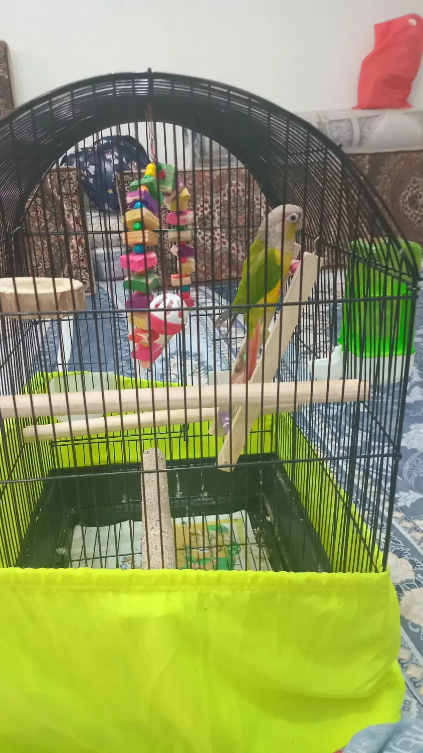 قیمت‌۵میلیون‌تومان‌|پرنده|تهران, جیحون|دیوار