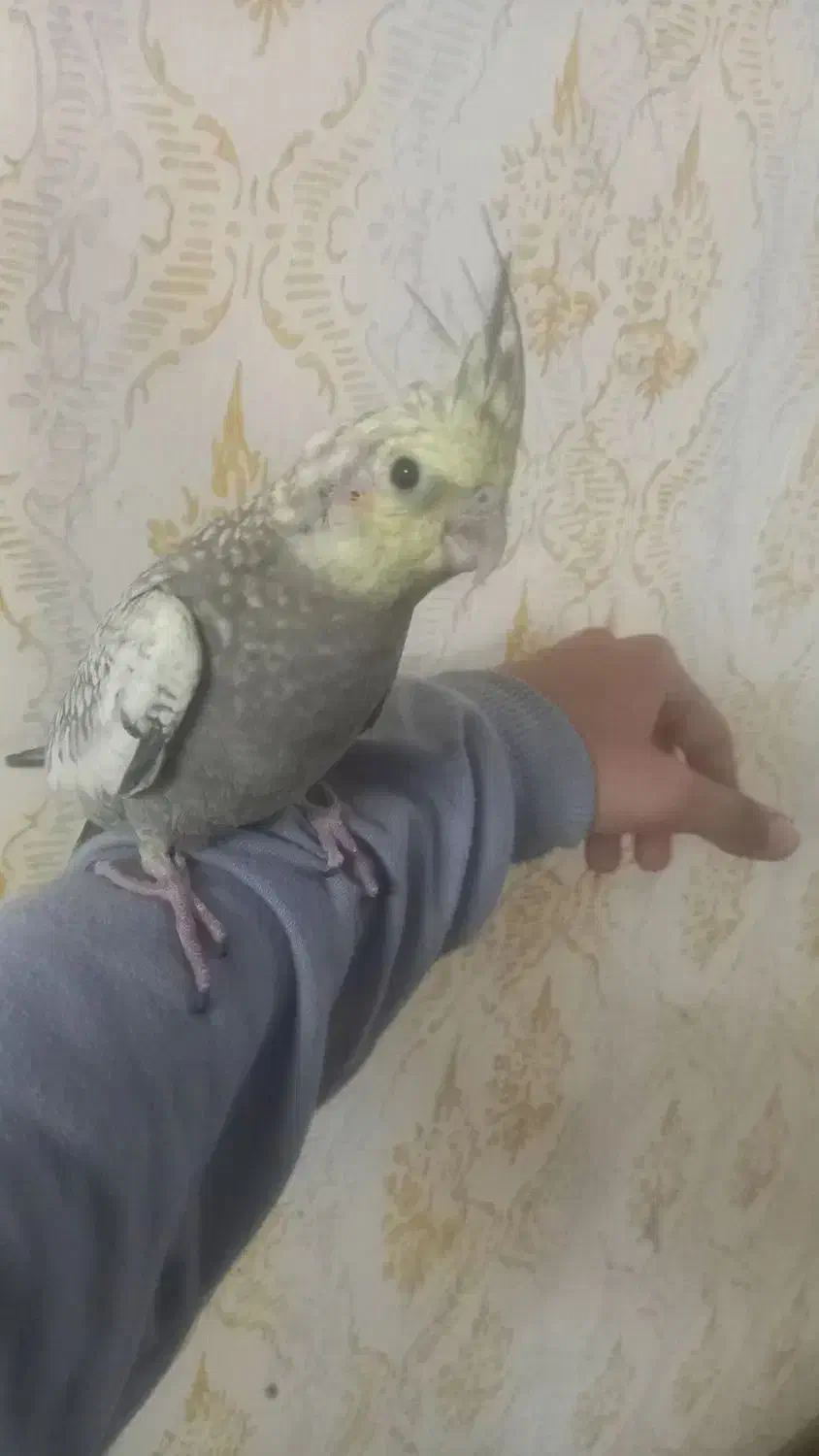 عروس هلندی جوجه۴عدد۳ماه دستی|پرنده|مشهد, چهنو|دیوار